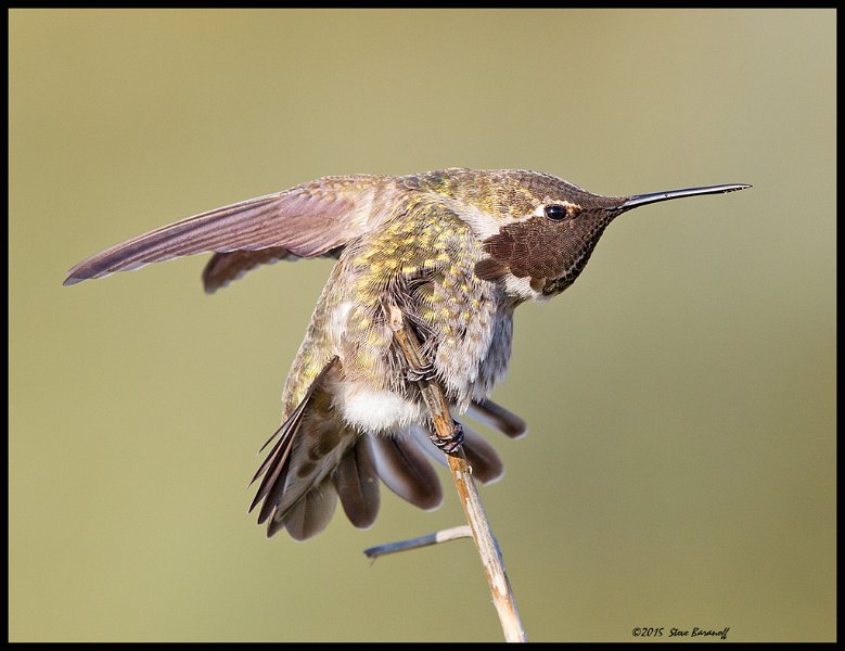 _5SB0420 annas hummingbird.jpg